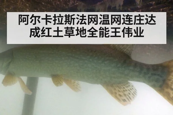 阿尔卡拉斯法网温网连庄达成红土草地全能王伟业